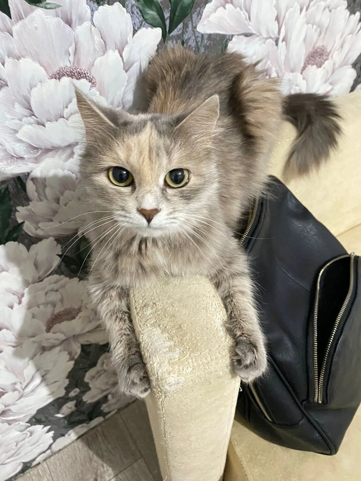 Lola — photo 2