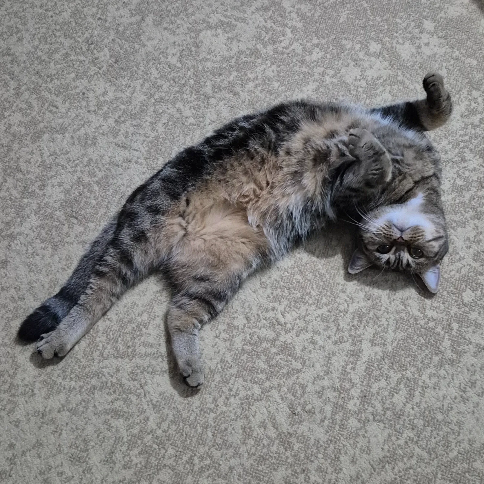 Milka — photo 2