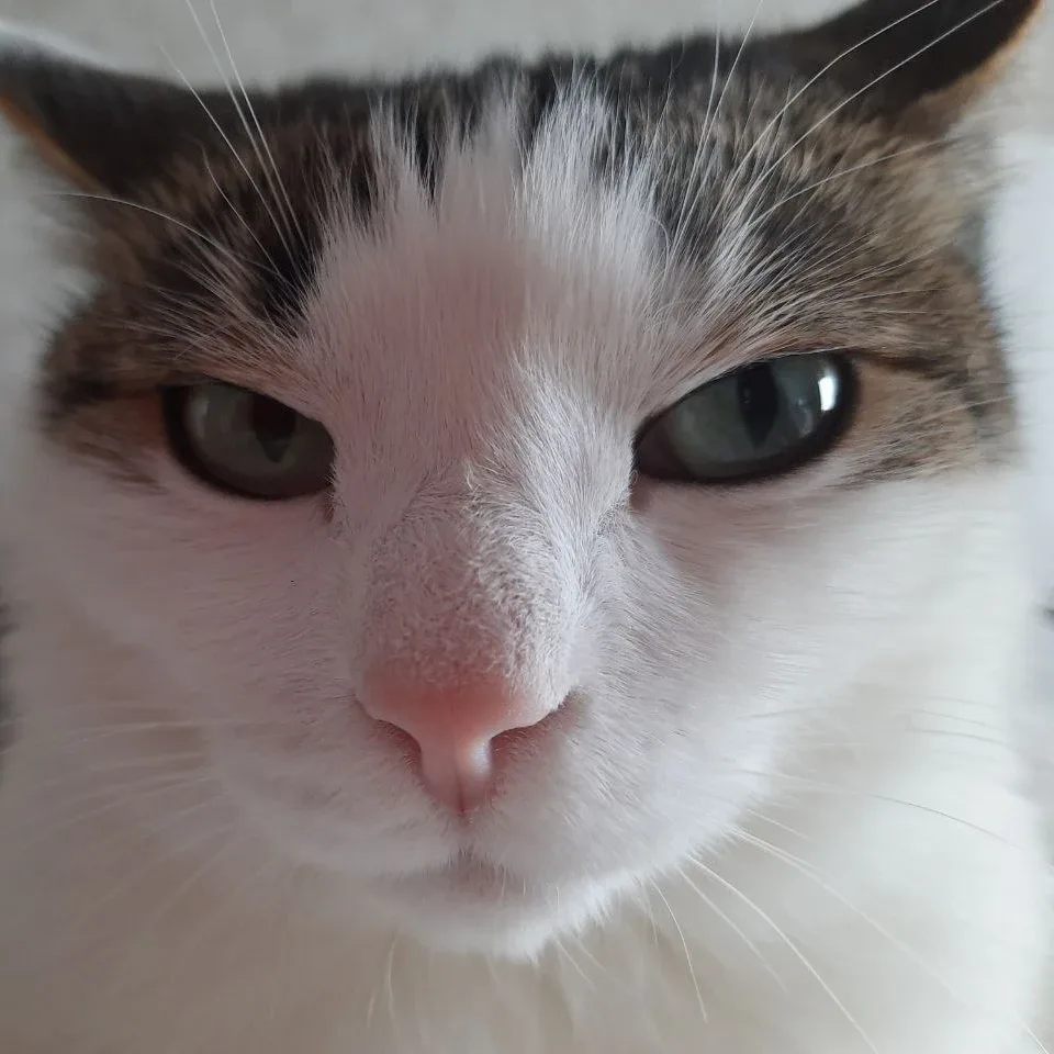 Molly — photo 2