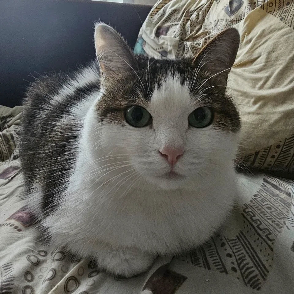 Molly — photo 3