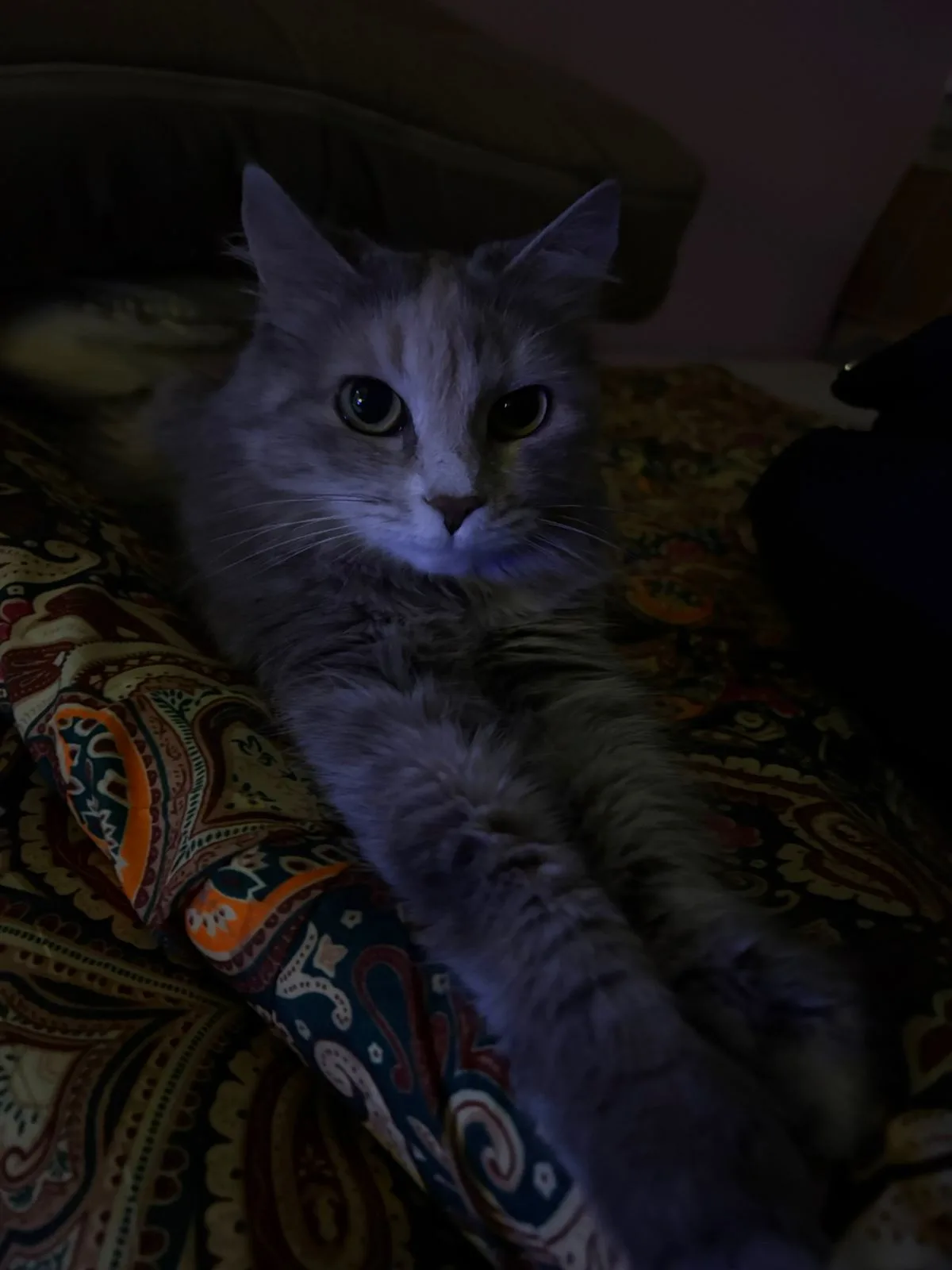 Lola — photo 3